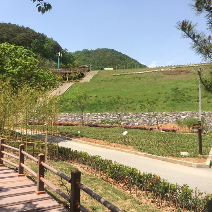 광주 근교가볼만한곳 추천, 장성호수변길,출렁다리