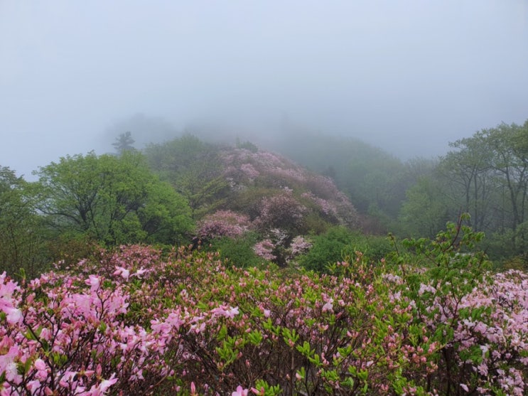  우중산행 가평 축령산 잣향기푸른숲 피톤치드 가득한 철죽동산 서리산 산행