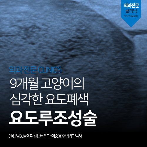  [외과] 고양이 요도루조성술 - 9개월 고양이의 심각한 요도폐색 (부산 남구 감만동 우암동 외과 특화수술 전문 동물병원)