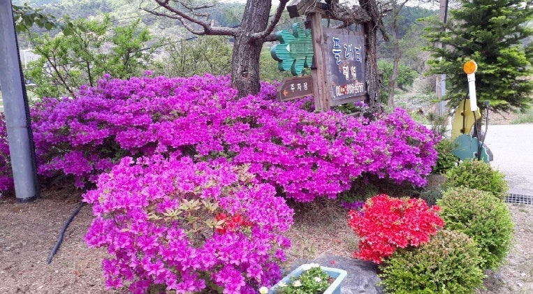 플래티펜션 사진 6