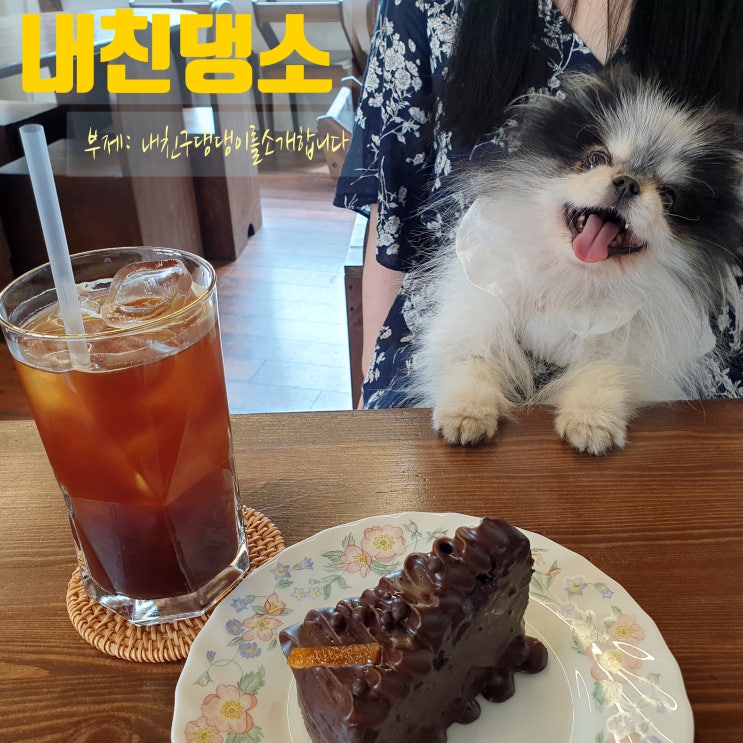  내친댕소  내친구 댕댕이를 소개합니다