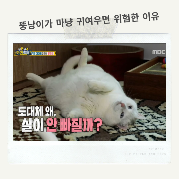  뚱냥이라고!? 고양이 비만이 위험한 이유 카드뉴스