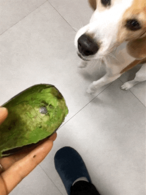  아보카도 껍질이라도 먹으련? 비글이 가을의 하루