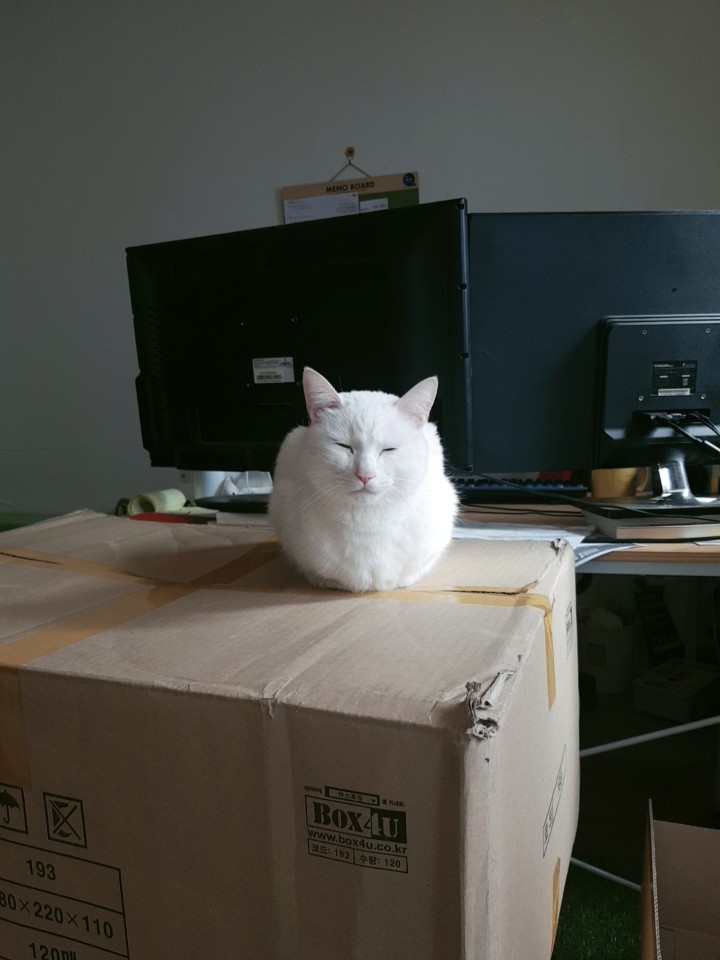  고양이 치석제거와 스케일링에 대해서..!