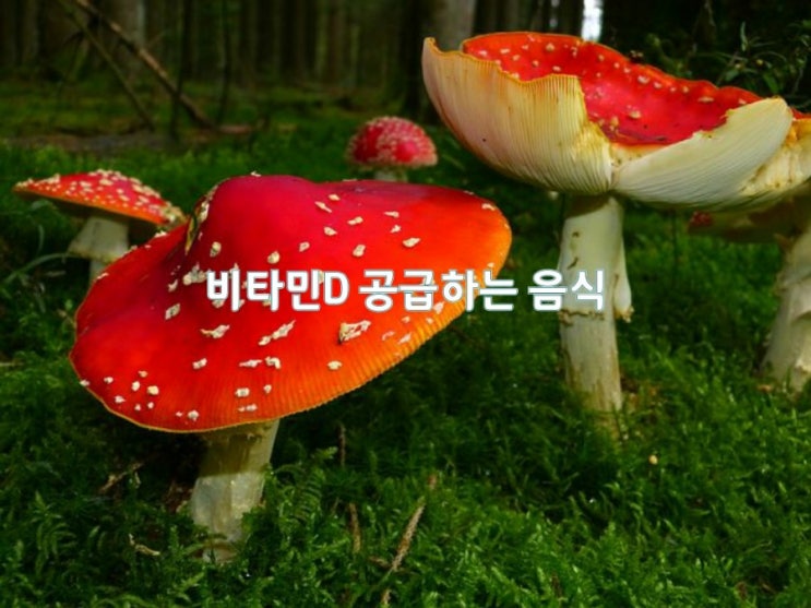 비타민D 공급하는 음식