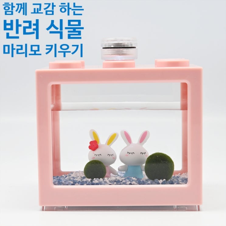  반려 식물 마리모 키우기 및 어항 꾸미기와 쉽고 간편하게 마리모 어항 물 갈아주기