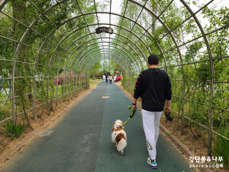  아산 가볼만한곳 신정호 강아지 동반 걷기좋은 길