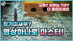 우리나라에도 이런녀석이?! 한국에 서식하고 있는 징거미 새우에 대한 정보와 사육방법! 알려드리겠습니다!/Oriental River Prawn in korea