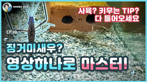 우리나라에도 이런녀석이?! 한국에 서식하고 있는 징거미 새우에 대한 정보와 사육방법! 알려드리겠습니다!/Oriental River Prawn in korea 우리나라에도 이런녀석이?! 한국에 서식하고 있는 징거미 새우에 대한 정보와 사육방법! 알려드리겠습니다!/Oriental River Prawn in korea