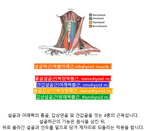 근막경선 - 심부전방선2(골반기저~얼굴) : 네이버 블로그