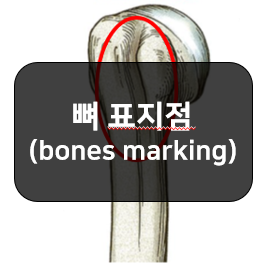 뼈의 표지점(bones marking) 1부 - 관절융기, 관절면, 구멍, 고랑, 머리, 굴