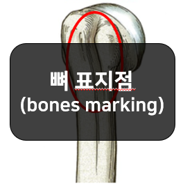  뼈의 표지점(bones marking) 1부 - 관절융기, 관절면, 구멍, 고랑, 머리, 굴