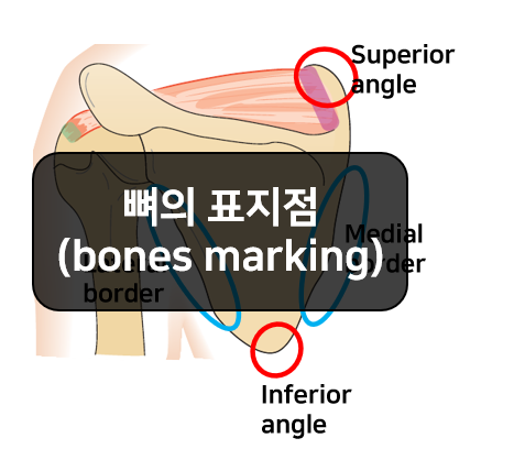  뼈의 표지점(bones marking) 2부 - 위관절융기, 능선, 가시, 결절, 돌기, 거친면, 각, 모서리