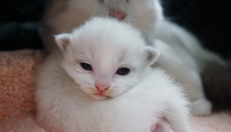  랙돌캐터리 - 2주 차 렉돌고양이