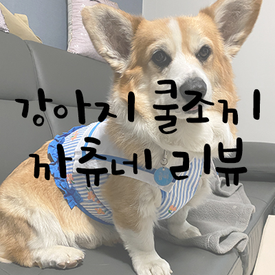 강아지 쿨조끼 까츄네 사용 리뷰