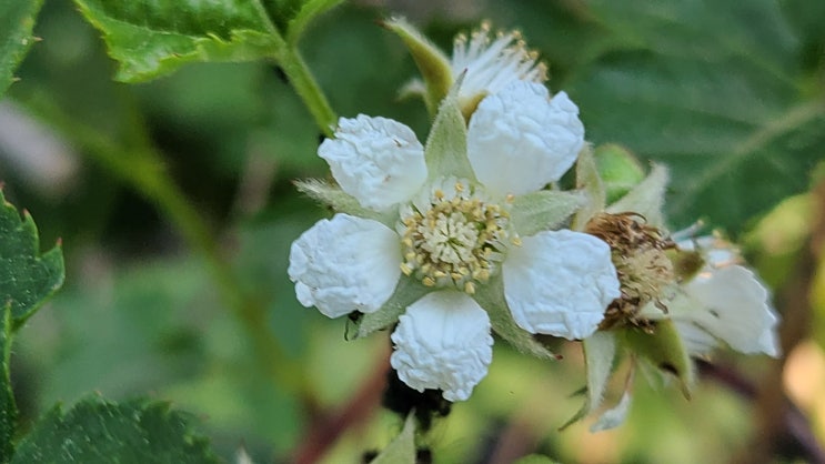 산에 산에 산딸기 꽃 피다