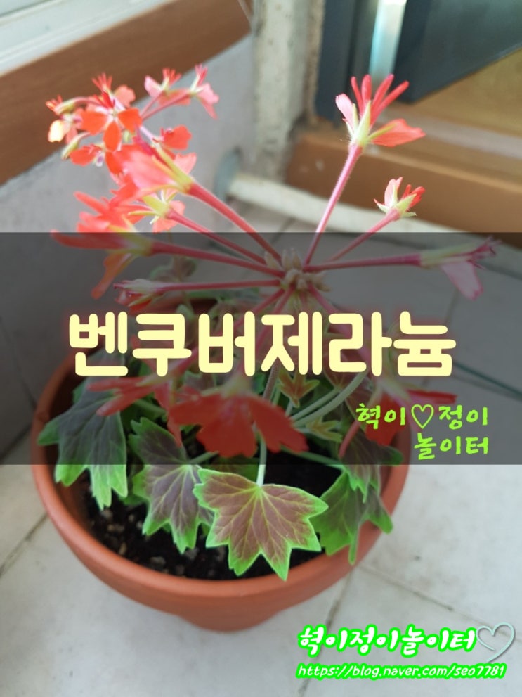  잎이 예쁜 벤쿠버제라늄키우기   꽃이활짝핀 봄