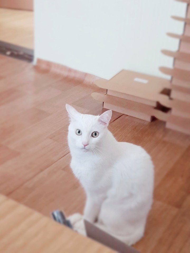  고양이의 살빠짐과 아플때...!
