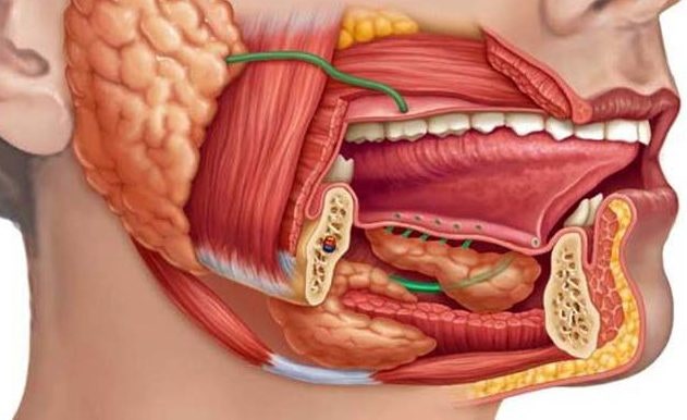 학동역 이비인후과 타액선염 (sialoadenitis) 의 진단과 치료 그리고 자가요법