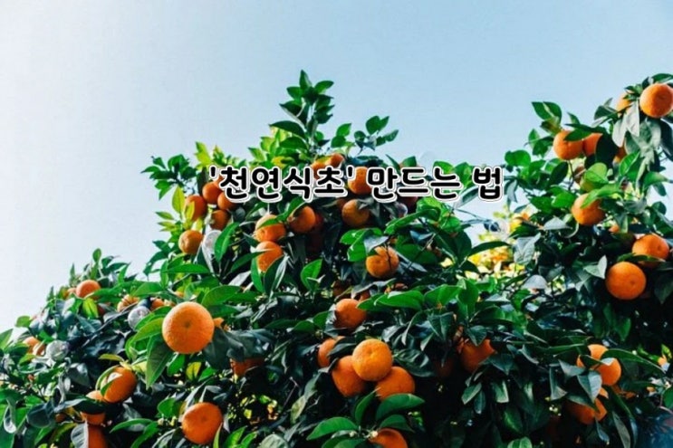 '천연식초' 만드는 비법 '천연식초' 만드는 비법