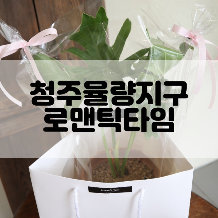  (청주꽃집추천) 청주 율량동 플라워카페에서 식물데려왔어요 로맨틱타임 Romantic Time