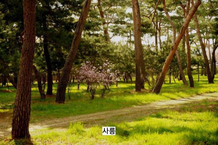  남양주시 사릉 ( 정순황후릉) 유네스코  조선왕릉
