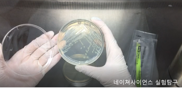  [과학리서치]세균배양은 어떻게 하나요(동영상편)