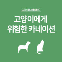  고양이에게 위험한 카네이션
