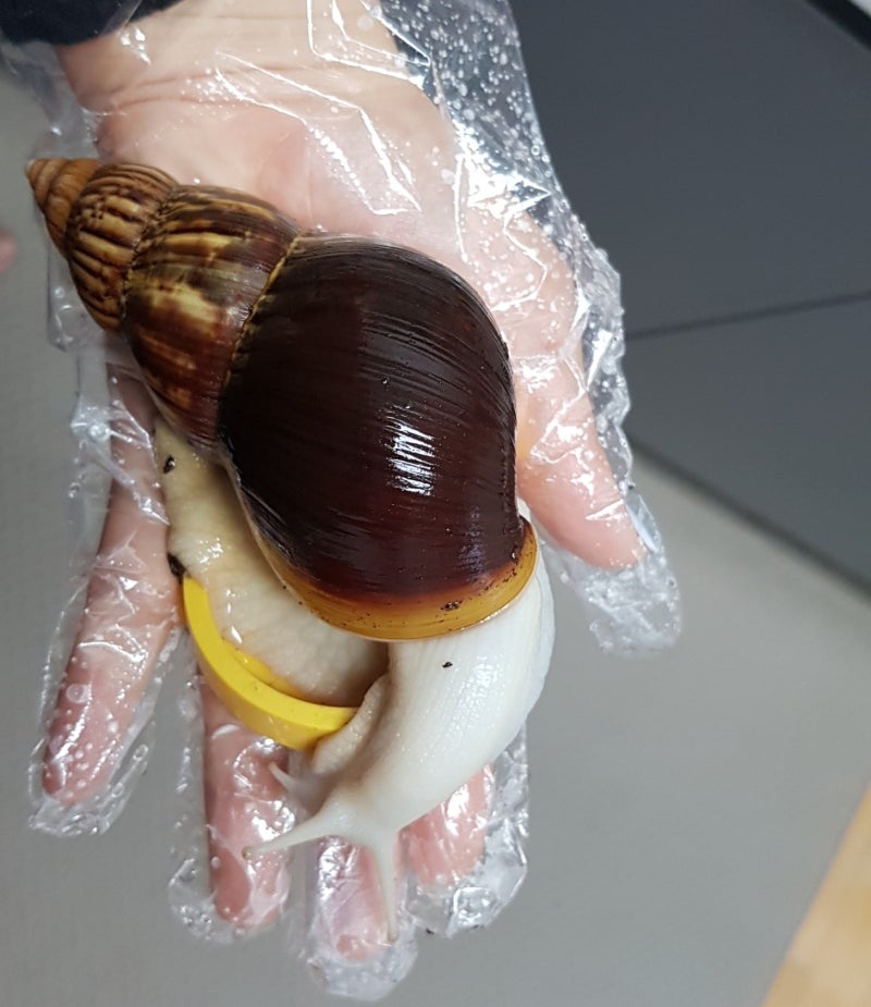 [달팽이키우기]애완용 백와달팽이 키우기(식용달팽이)