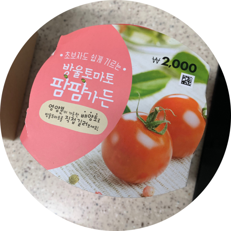 다이소 방울토마토 키우기 팜팜가든 새싹났어요!