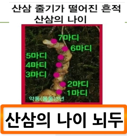  산삼뇌두 나이입니다.