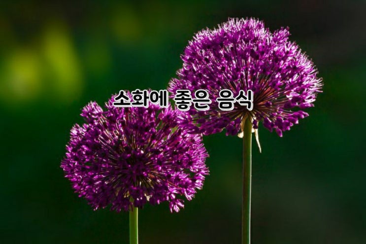  소화 잘 되는 음식