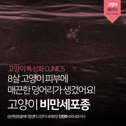  [고양이내과] 8살 고양이 피부에 매끈한 덩어리가 생겼어요 - 고양이 비만세포종 (부산 수영구 광안동 남천동 고양이 피부종양 동물병원)