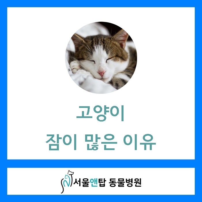 고양이가 잠만자요 어떤 이유일까 : 네이버 블로그 고양이가 잠만자요 어떤 이유일까 : 네이버 블로그