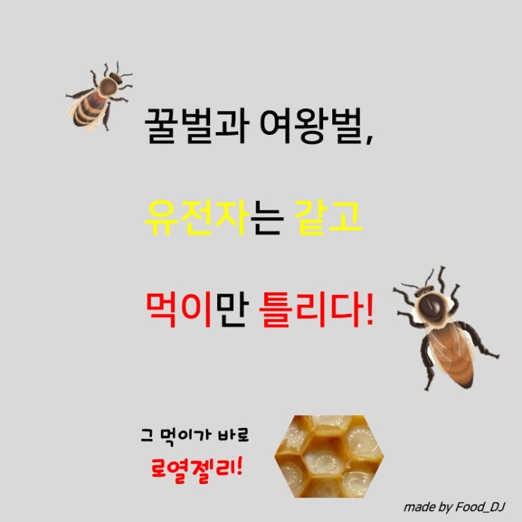  꿀벌과 여왕벌 유전자가 같다