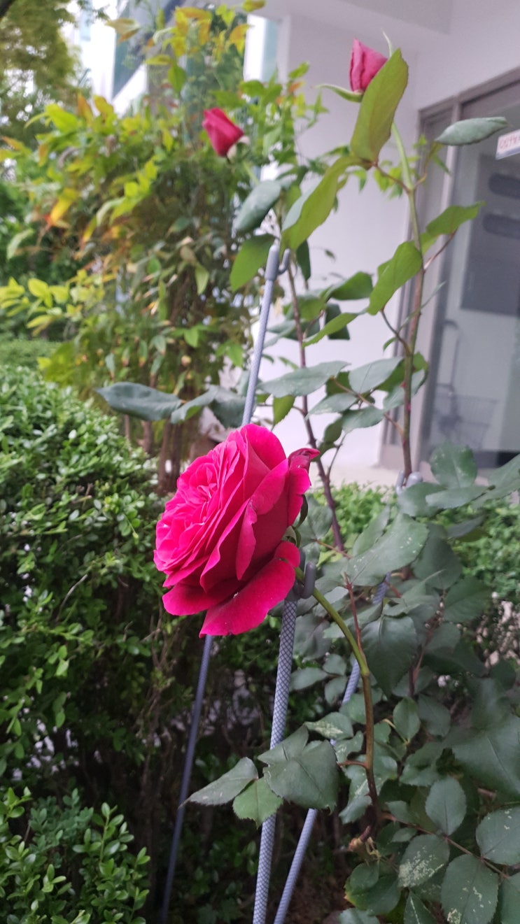  로즈데이의 하루 풍경 사진