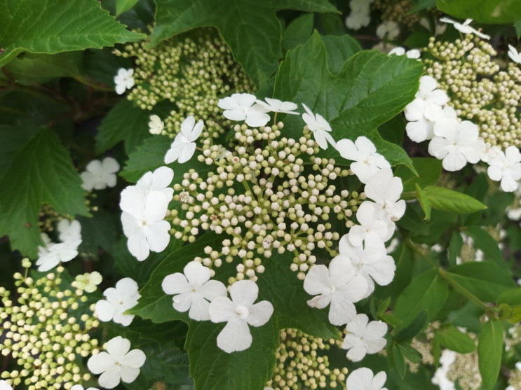  하얀색의 예쁜 꽃 백당 나무(Viburnum opulus)