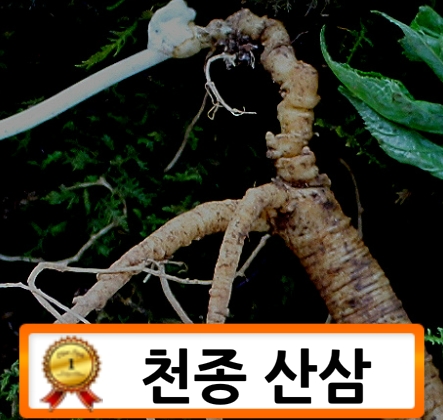  천종산삼 믿고 드시나요.