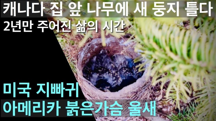  집 앞 나무에 새 둥지