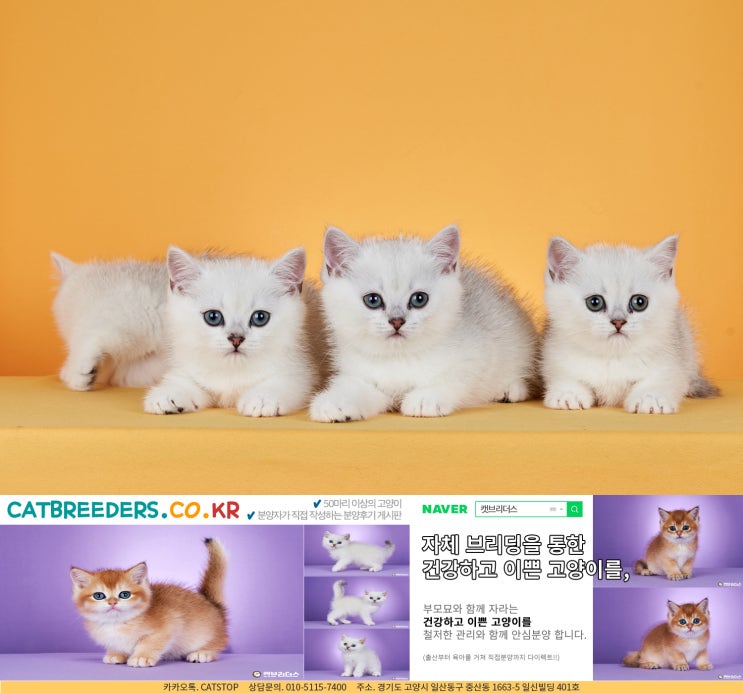  홍대고양이분양 1:1 맞춤이란 것은