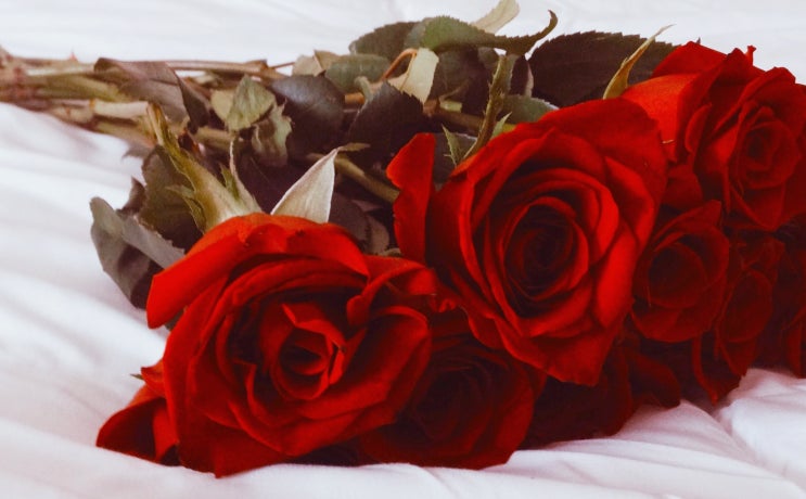 장미 꽃 색깔 꽃말 의미 알아보기!