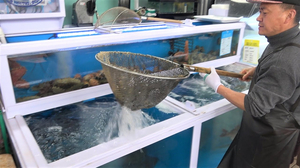 A variety of fish cuts in Jeju Island제주 동문시장 광어,우럭,참돔,딱새우까지 총집합 회썰기Korean Street Food A variety of fish cuts in Jeju Island제주 동문시장 광어,우럭,참돔,딱새우까지 총집합 회썰기Korean Street Food