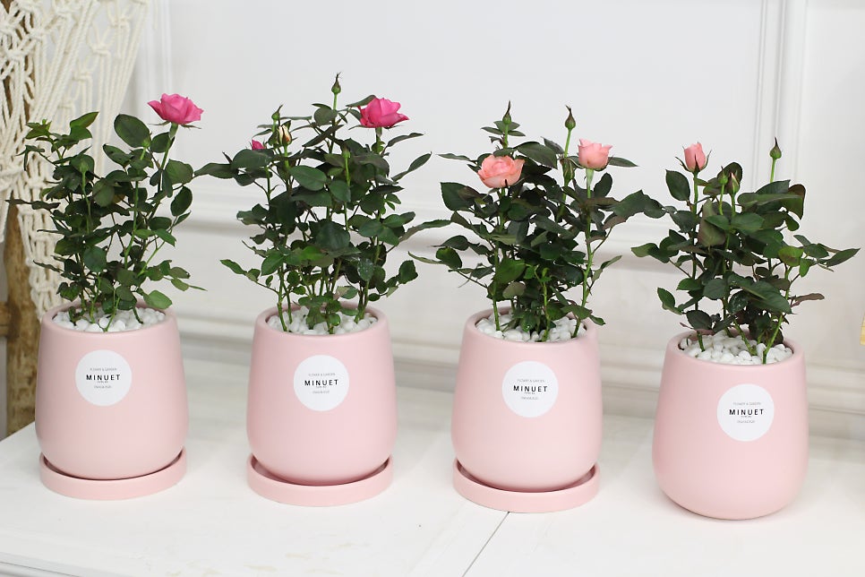 장미화분 사진 3