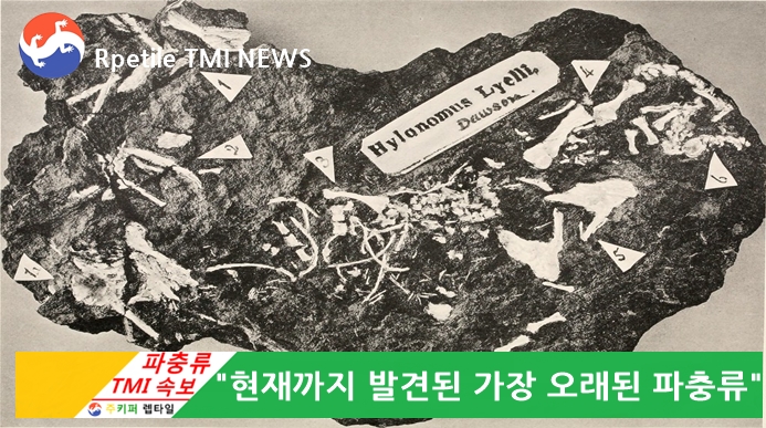  Reptile TMI NEWS (49회) - 가장 오래된 파충류 화석