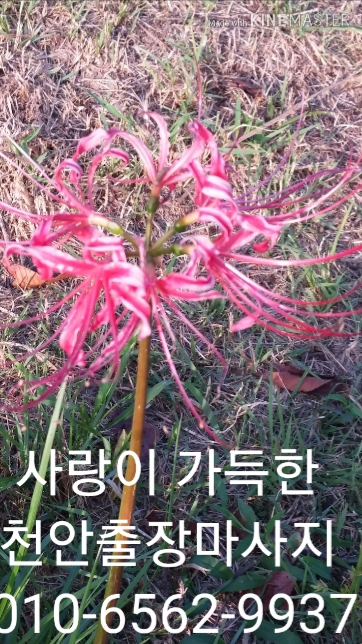  천안 출장마사지(신뢰) 천안 출장 안마(사랑) 천안 출장 타이마사지(믿음) 치앙마이(최선)