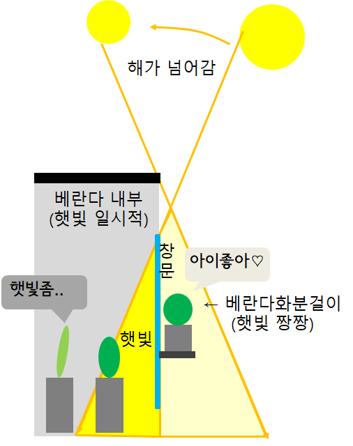 베란다 식물이 시들시들한 이유와 해결법 (feat. 간단 베란다 확장)