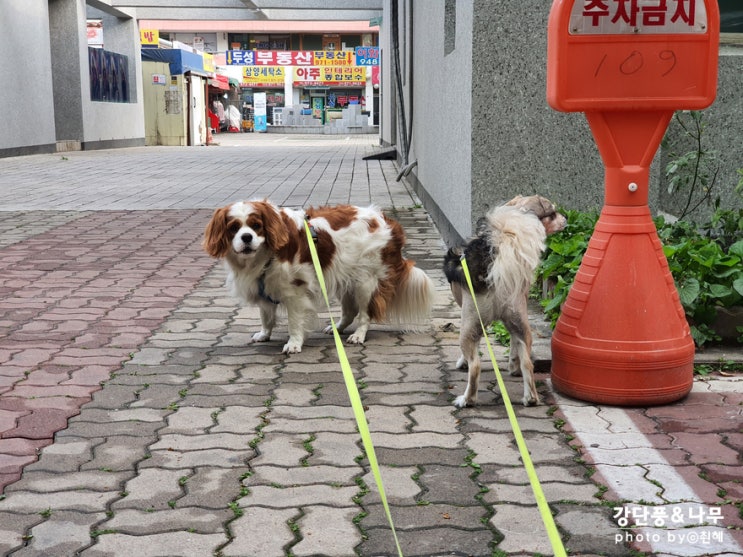  평일 아침 7시반 강단풍나무 출동