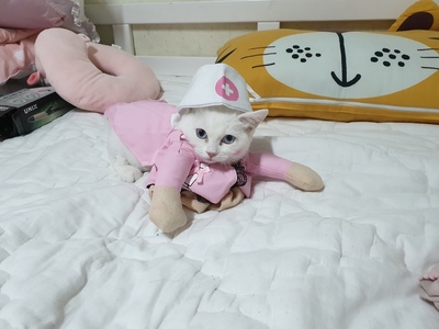  간호사에 대해 알아볼까요