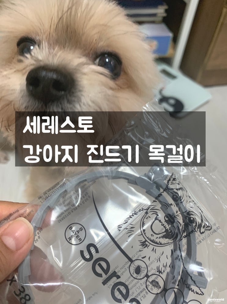  세레스토 강아지 진드기 방지 목줄 고양이에게도 필수품