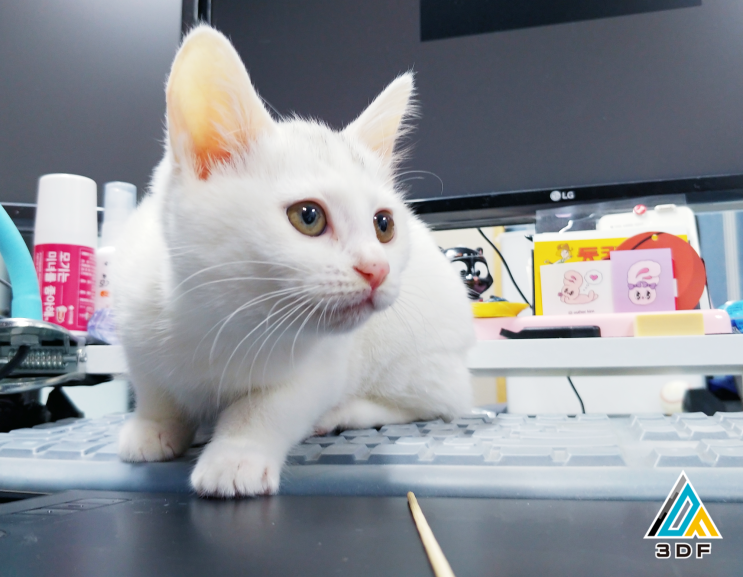  ' 고양이 ' 길고양이 구조 후 첫 꾹꾹이 했어요